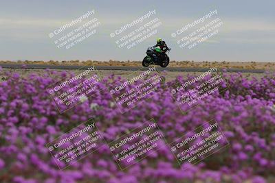 media/Jan-14-2023-SoCal Trackdays (Sat) [[497694156f]]/Turn 14 Exit Bloomig (145pm)/